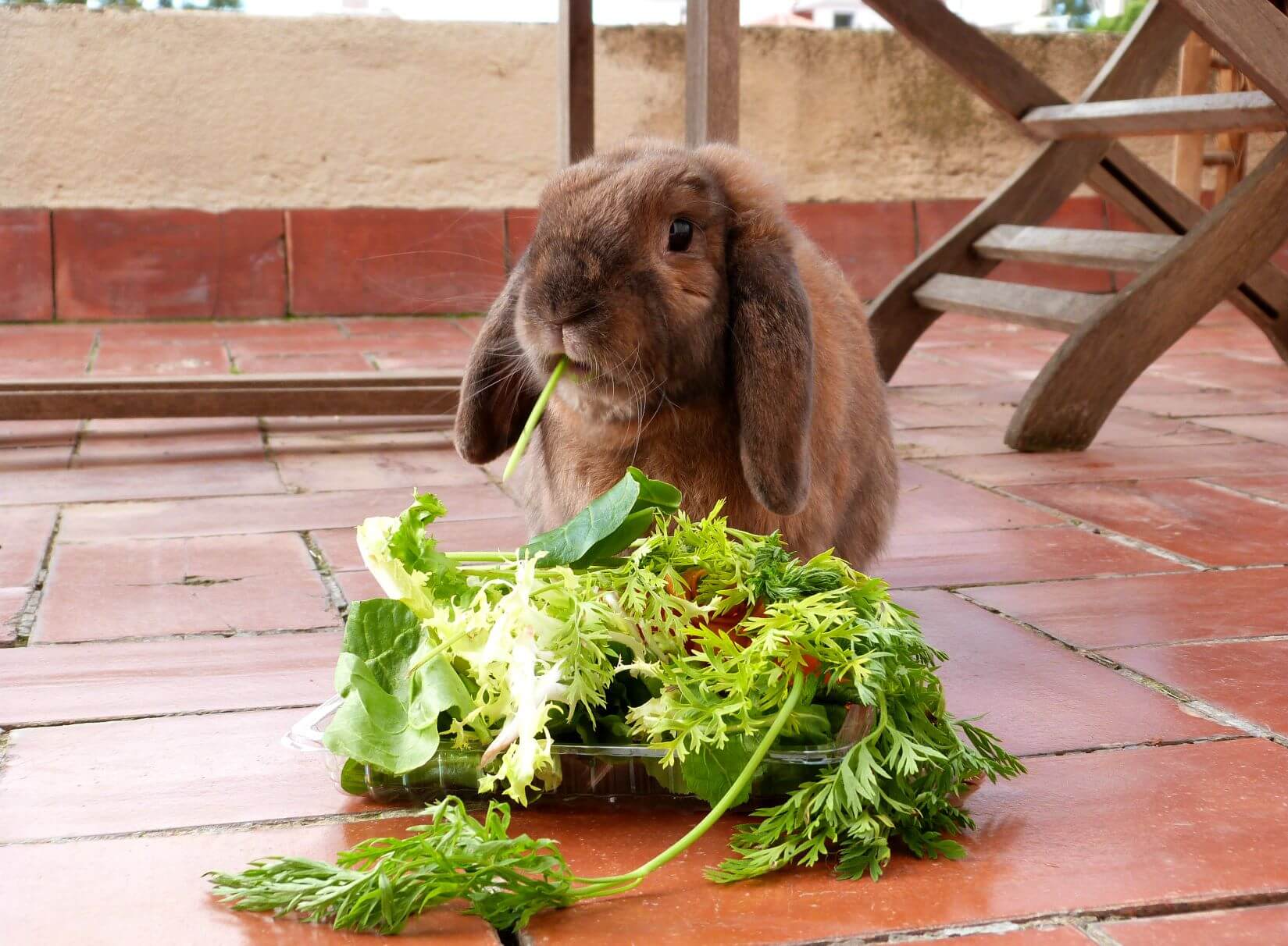 Rabbit Grooming